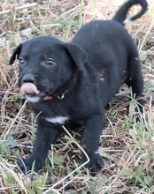 LUNA, Hund, Mischlingshund in Kroatien - Bild 9