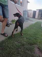 FARA, Hund, Dobermann in Ungarn - Bild 1