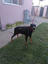 FARA, Hund, Dobermann in Ungarn - Bild 2