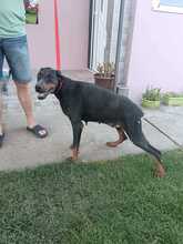 FARA, Hund, Dobermann in Ungarn - Bild 3