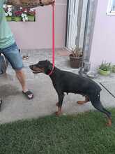 FARA, Hund, Dobermann in Ungarn - Bild 4