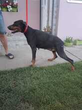 FARA, Hund, Dobermann in Ungarn - Bild 5