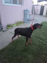 FARA, Hund, Dobermann in Ungarn - Bild 6