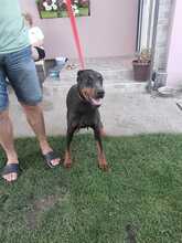 FARA, Hund, Dobermann in Ungarn - Bild 7