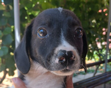KATHI, Hund, Mischlingshund in Kroatien - Bild 1