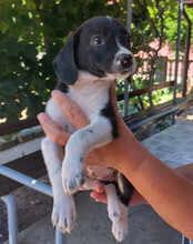 KATHI, Hund, Mischlingshund in Kroatien - Bild 2