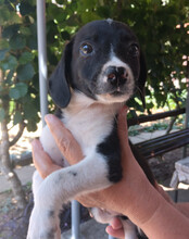 KATHI, Hund, Mischlingshund in Kroatien - Bild 3