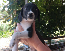 KATHI, Hund, Mischlingshund in Kroatien - Bild 4