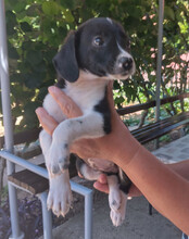 KATHI, Hund, Mischlingshund in Kroatien - Bild 5
