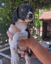 KATHI, Hund, Mischlingshund in Kroatien - Bild 6