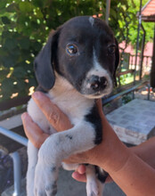 KATHI, Hund, Mischlingshund in Kroatien - Bild 7