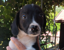 KATHI, Hund, Mischlingshund in Kroatien - Bild 8