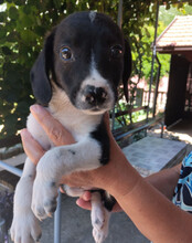 KATHI, Hund, Mischlingshund in Kroatien - Bild 9