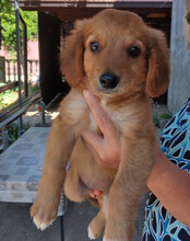 MINA, Hund, Mischlingshund in Kroatien - Bild 2