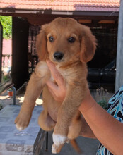 MINA, Hund, Mischlingshund in Kroatien - Bild 3