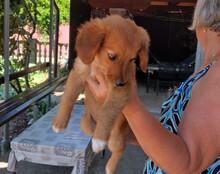 MINA, Hund, Mischlingshund in Kroatien - Bild 4