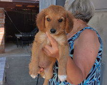 MINA, Hund, Mischlingshund in Kroatien - Bild 5