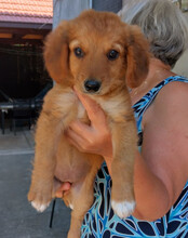 MINA, Hund, Mischlingshund in Kroatien - Bild 6