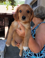 MINA, Hund, Mischlingshund in Kroatien - Bild 7