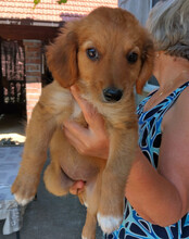 MINA, Hund, Mischlingshund in Kroatien - Bild 8
