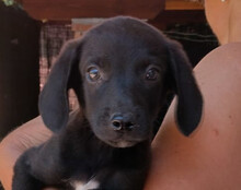 MAXI, Hund, Mischlingshund in Kroatien - Bild 1