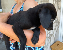 MAXI, Hund, Mischlingshund in Kroatien - Bild 3