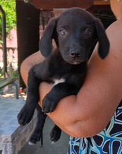 MAXI, Hund, Mischlingshund in Kroatien - Bild 4