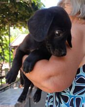 MAXI, Hund, Mischlingshund in Kroatien - Bild 5