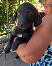 MAXI, Hund, Mischlingshund in Kroatien - Bild 6