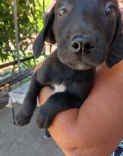MAXI, Hund, Mischlingshund in Kroatien - Bild 7