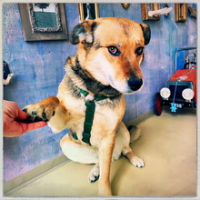 RONJA, Hund, Mischlingshund in Stuttgart - Bild 4