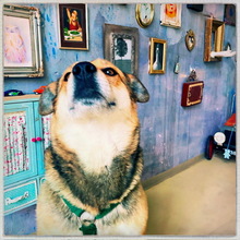 RONJA, Hund, Reinrassiger Mülltonnenmix in Stuttgart - Bild 10