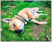 RONJA, Hund, Reinrassiger Mülltonnenmix in Stuttgart - Bild 2