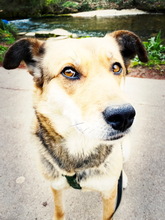 RONJA, Hund, Reinrassiger Mülltonnenmix in Stuttgart - Bild 3