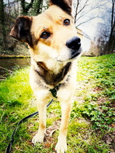RONJA, Hund, Reinrassiger Mülltonnenmix in Stuttgart - Bild 6