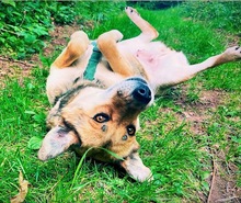 RONJA, Hund, Reinrassiger Mülltonnenmix in Stuttgart - Bild 7