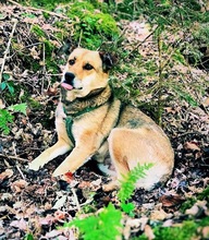 RONJA, Hund, Reinrassiger Mülltonnenmix in Stuttgart - Bild 8