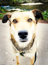 RONJA, Hund, Reinrassiger Mülltonnenmix in Stuttgart - Bild 9