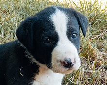 ROCKY, Hund, Mischlingshund in Kroatien - Bild 10