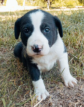 ROCKY, Hund, Mischlingshund in Kroatien - Bild 11