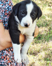 ROCKY, Hund, Mischlingshund in Kroatien - Bild 2