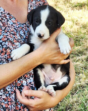ROCKY, Hund, Mischlingshund in Kroatien - Bild 3