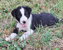ROCKY, Hund, Mischlingshund in Kroatien - Bild 5