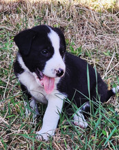 ROCKY, Hund, Mischlingshund in Kroatien - Bild 6