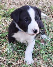ROCKY, Hund, Mischlingshund in Kroatien - Bild 7