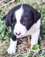 ROCKY, Hund, Mischlingshund in Kroatien - Bild 8