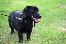 LOLA, Hund, Mischlingshund in Polen - Bild 1