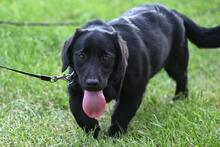 LOLA, Hund, Mischlingshund in Polen - Bild 2