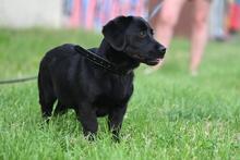 LOLA, Hund, Mischlingshund in Polen - Bild 3