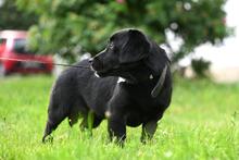LOLA, Hund, Mischlingshund in Polen - Bild 4